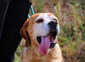 Mocca, Portugiesischer Pointer / Perdigueiro Portugues, lieb und verträglich