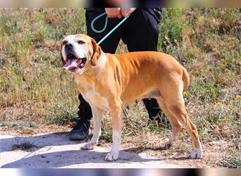 Mocca, Portugiesischer Pointer / Perdigueiro Portugues, lieb und verträglich