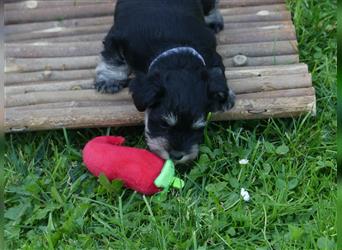 Zwergschnauzer schwarz-silber Welpe, 1 Hündin sucht noch ihre Familie