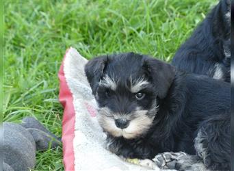 Zwergschnauzer schwarz-silber Welpe, 1 Hündin sucht noch ihre Familie