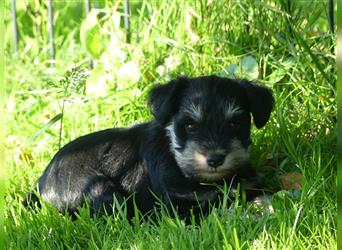 Zwergschnauzer Welpe in der Farbe schwarz- silber