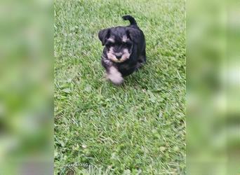 Zwergschnauzer Welpe in der Farbe schwarz- silber