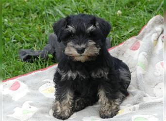 Zwergschnauzer Welpe in der Farbe schwarz- silber