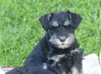 Zwergschnauzer Welpe in der Farbe schwarz- silber