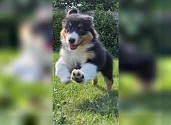 Australian Shepherd Welpe, ASCA-Papieren, aus seriöser Zucht