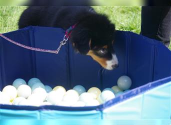 Australian Shepherd Welpe, ASCA-Papieren, aus seriöser Zucht