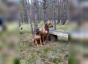 Rhodesian Ridgeback x Bayrischer Gebirgsschweisshund