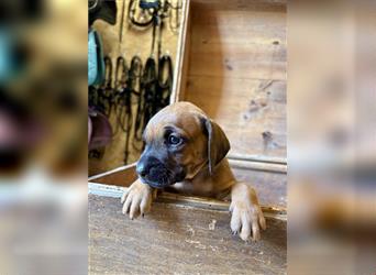 Rhodesian Ridgeback x Bayrischer Gebirgsschweisshund