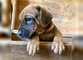 Rhodesian Ridgeback x Bayrischer Gebirgsschweisshund