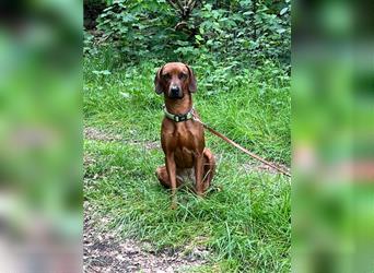 Rhodesian Ridgeback x Bayrischer Gebirgsschweisshund