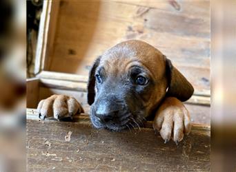 Rhodesian Ridgeback x Bayrischer Gebirgsschweisshund