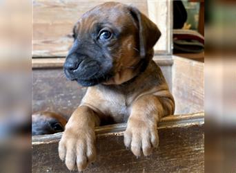 Rhodesian Ridgeback x Bayrischer Gebirgsschweisshund