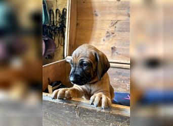 Rhodesian Ridgeback x Bayrischer Gebirgsschweisshund