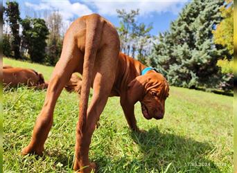 Magyar Vizsla Welpen mt FCI Ahnentafel