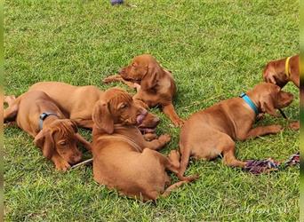 Magyar Vizsla Welpen mt FCI Ahnentafel