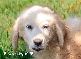 Starsky und Hutch suchen ein Zuhause