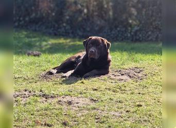 Deckrüde Labrador/choco, Ahnentafel/ ZZL/ kein Verkauf