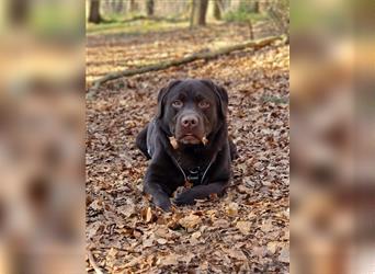 Deckrüde Labrador/choco, Ahnentafel/ ZZL/ kein Verkauf