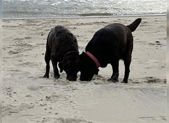 Deckrüde Labrador/choco, Ahnentafel/ ZZL/ kein Verkauf