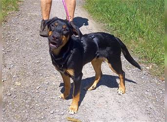 Pinscher Mix Welpen Rüde "Doni" sucht eine Familie