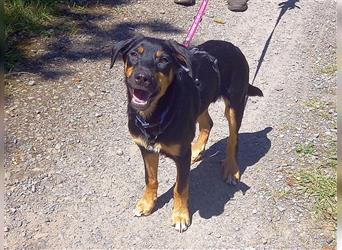 Pinscher Mix Welpen Rüde "Doni" sucht eine Familie