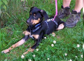 Pinscher Mix Welpen Rüde "Doni" sucht eine Familie