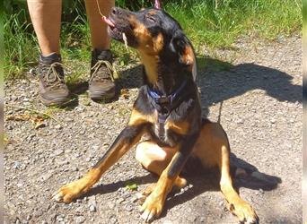 Pinscher Mix Welpen Rüde "Doni" sucht eine Familie