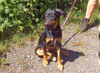 Pinscher Mix Welpen Rüde "Doni" sucht eine Familie