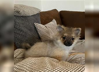 Pommeranian / Pomeranian Weibchen