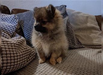 Pommeranian / Pomeranian Weibchen