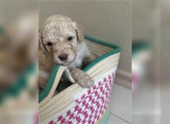 Lagotto Welpe reinrassig