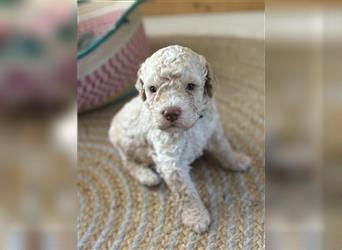 Lagotto Welpe reinrassig