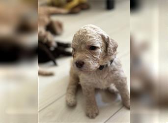 Lagotto Welpe reinrassig