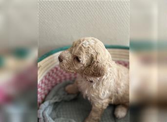 Lagotto Welpe reinrassig