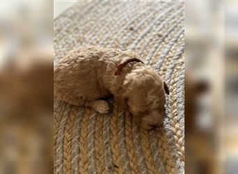 Lagotto Welpe reinrassig