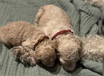 Lagotto Welpe reinrassig