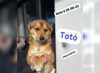 Toto: „Wo finde ich eine sichere Heimat?“