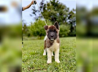 Amerikanische Akita