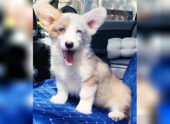 Welsh corgi cardigan