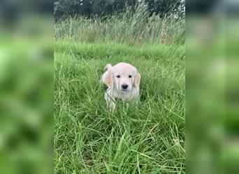 Golden Retriever Welpen