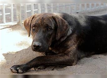 Filiberto – Muss er für immer im Tierheim bleiben?