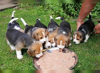 7 süße Beaglewelpen (5x weiblich/2x männlich)