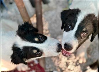 Ciklon Welpe Tornjak Mischlingshund Mischling Rüde Junghund sucht Zuhause oder Pflegestelle