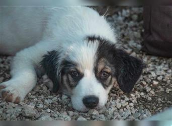 Grom Welpe Tornjak Mischlingshund Mischling Rüde Junghund sucht Zuhause oder Pflegestelle