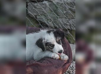 Grom Welpe Tornjak Mischlingshund Mischling Rüde Junghund sucht Zuhause oder Pflegestelle