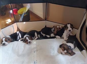 Wir sind 5 Beagle-Welpen, welche ab 11. September 2024 abgabebereit wären!