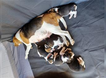 Wir sind 5 Beagle-Welpen, welche ab 11. September 2024 abgabebereit wären!