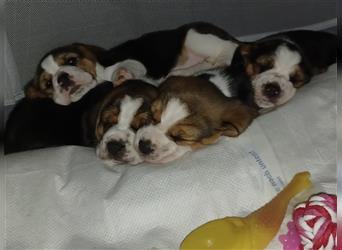 Wir sind 5 Beagle-Welpen, welche ab 11. September 2024 abgabebereit wären!