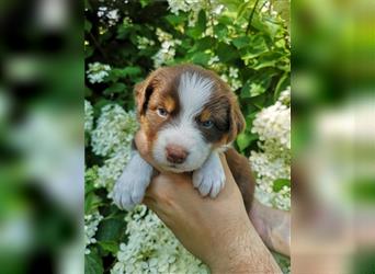 Reinrassige Australian Shepherd Welpen mit Ahnentafel