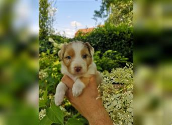 Reinrassige Australian Shepherd Welpen mit Ahnentafel